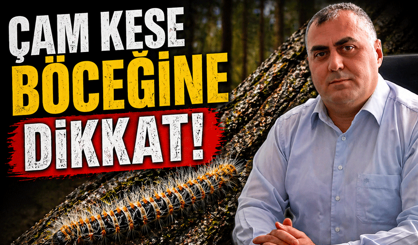 Çam köse böceğine dikkat!