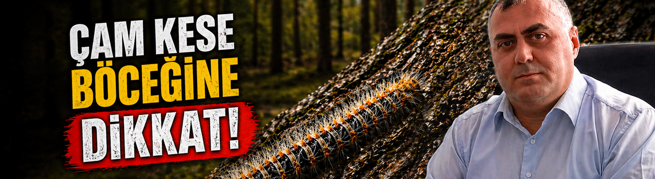 Çam köse böceğine dikkat!