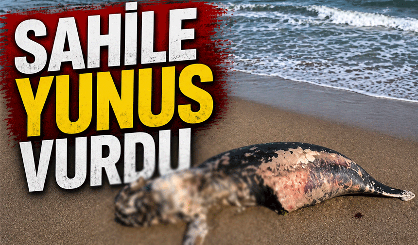 Sahile ölü yunus vurdu!