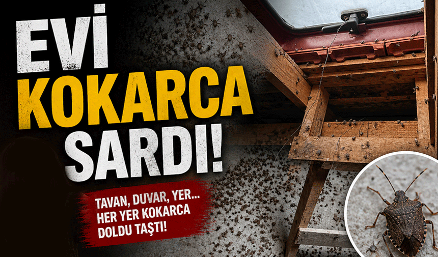 Kokarcalar evi sardı