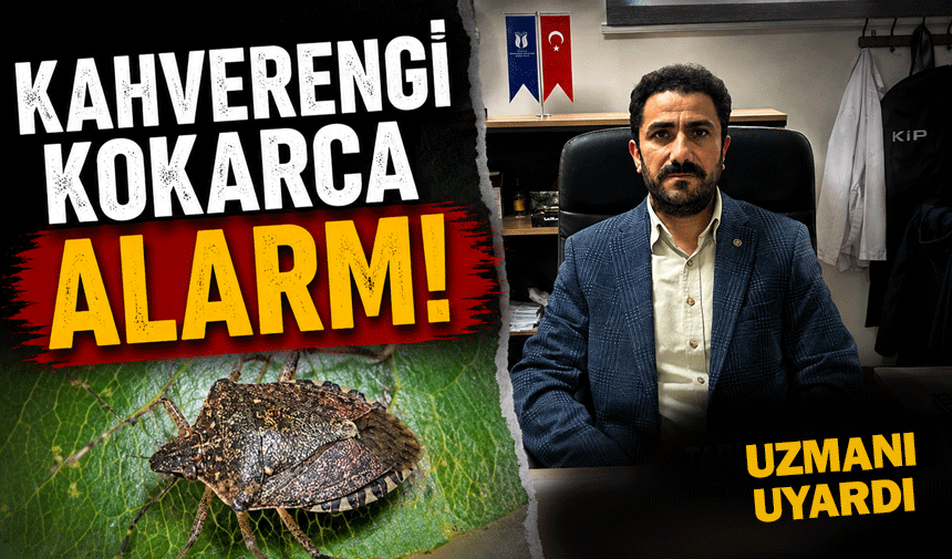 Kahverengi Kokarca Alarmı