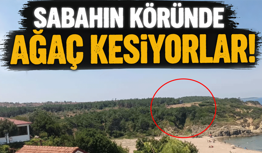 Kocaeli Cebeci’de Sabah Erken Saatlerde Ağaç Kesimi Tepkisi