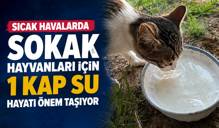 Sıcak Havalarda Sokak Hayvanları İçin 1 Kap Su Hayati Önem Taşıyor