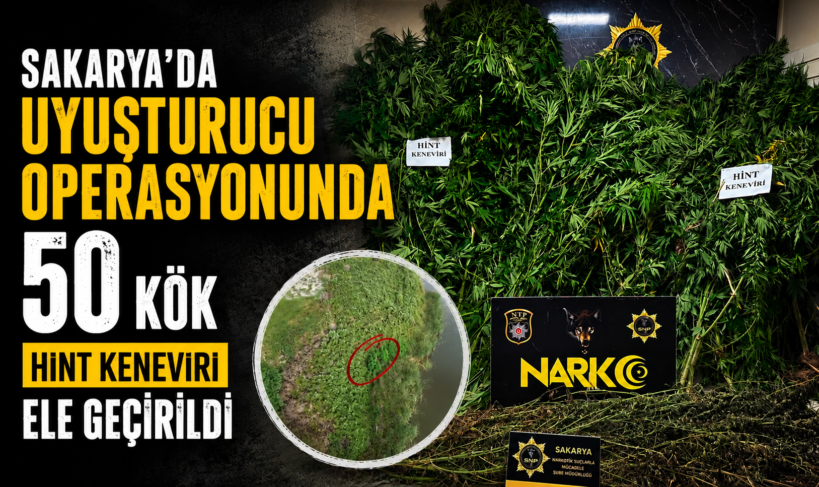 Karasu’da Uyuşturucu Operasyonu: 50 Kök Hint Keneviri ve 10 Kilo Esrar Ele Geçirildi