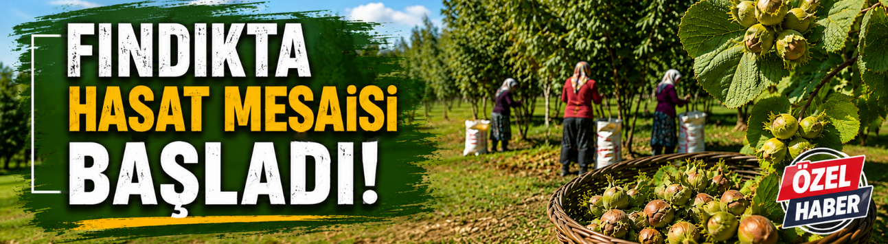 FINDIKTA HASAT MESAİSİ BAŞLADI!