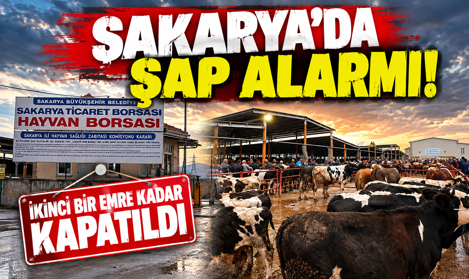 Sakarya’da şap alarmı!