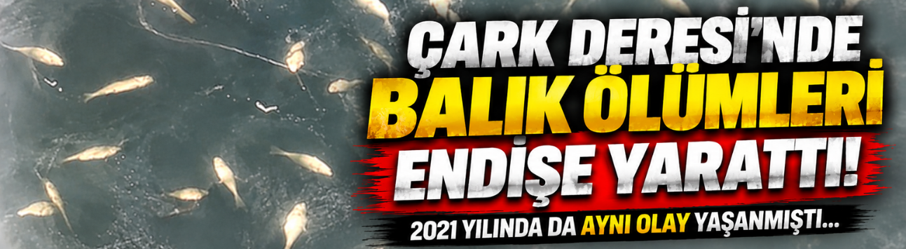 Çark Deresi’nde  balık ölümleri endişe yarattı!  2021 yılında da aynı olay yaşanmıştı...