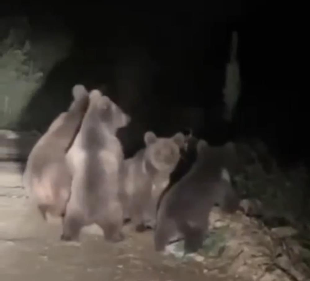 Yavrularıyla şehre indi