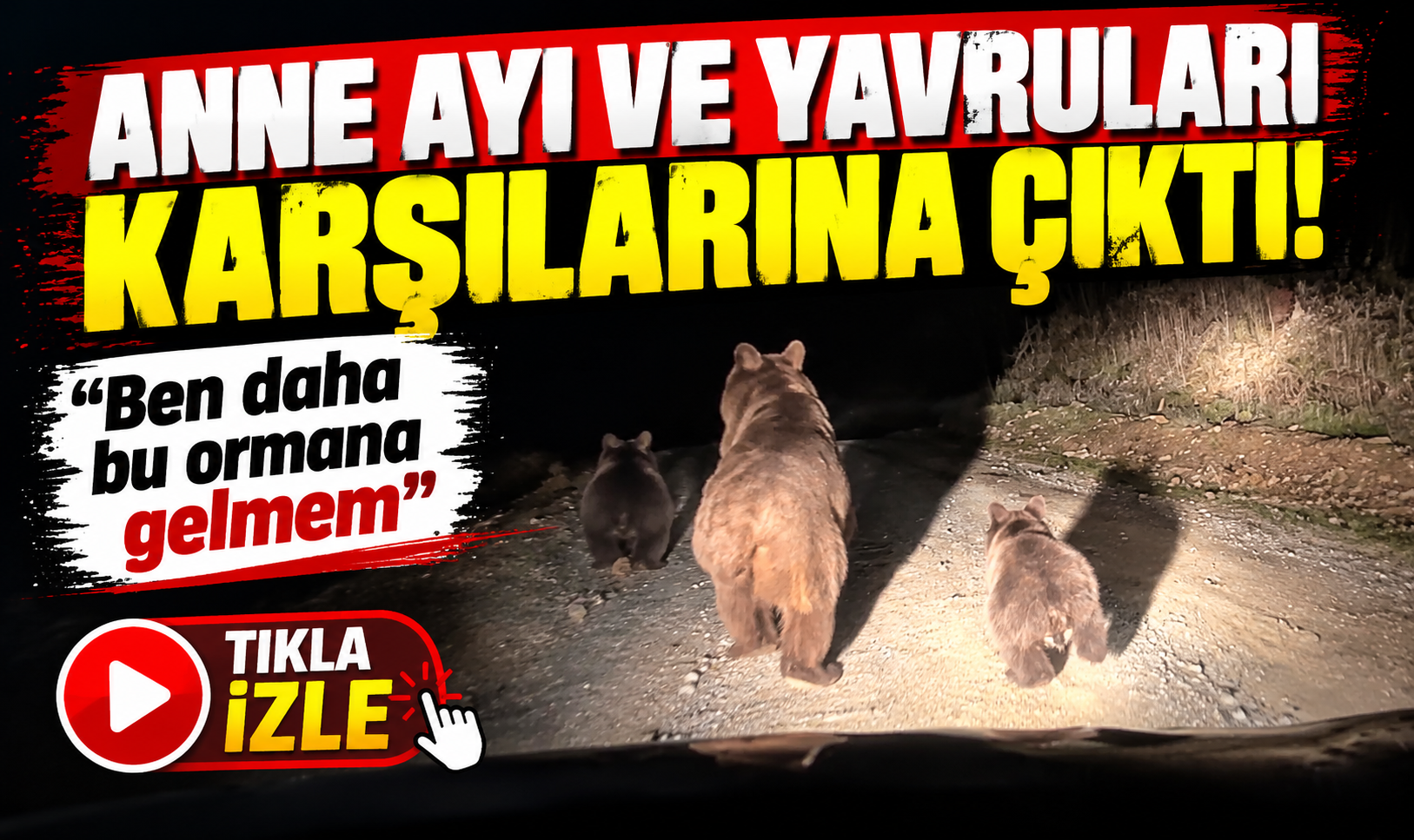 Anne ayı ve yavruları karşılarına çıktı: “Ben daha bu ormana gelmem”