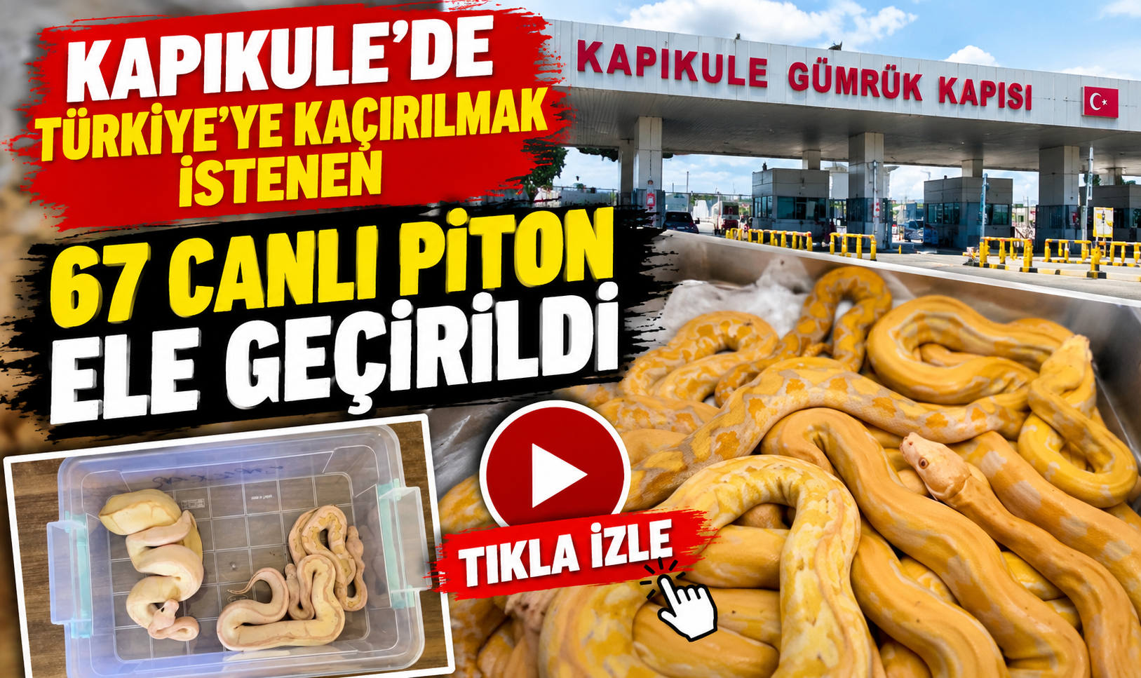 Kapıkule'de şaşkına çeviren kaçakçılık! 67 canlı piton ele geçirildi