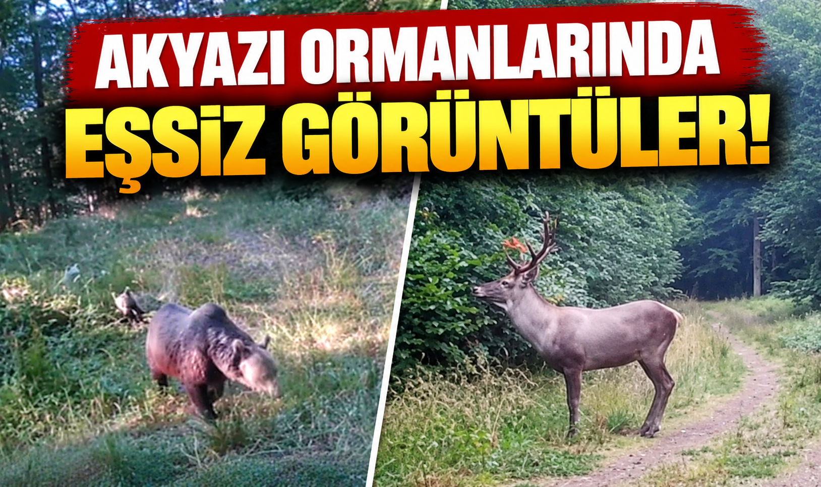 Akyazı ormanlarında eşsiz görüntüler! Ayı ailesi, geyik ve vaşak fotokapana yakalandı