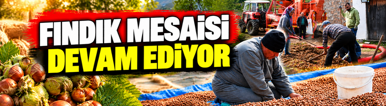 Sakarya'nın yüksek kesimlerinde fındık mesaisi devam ediyor
