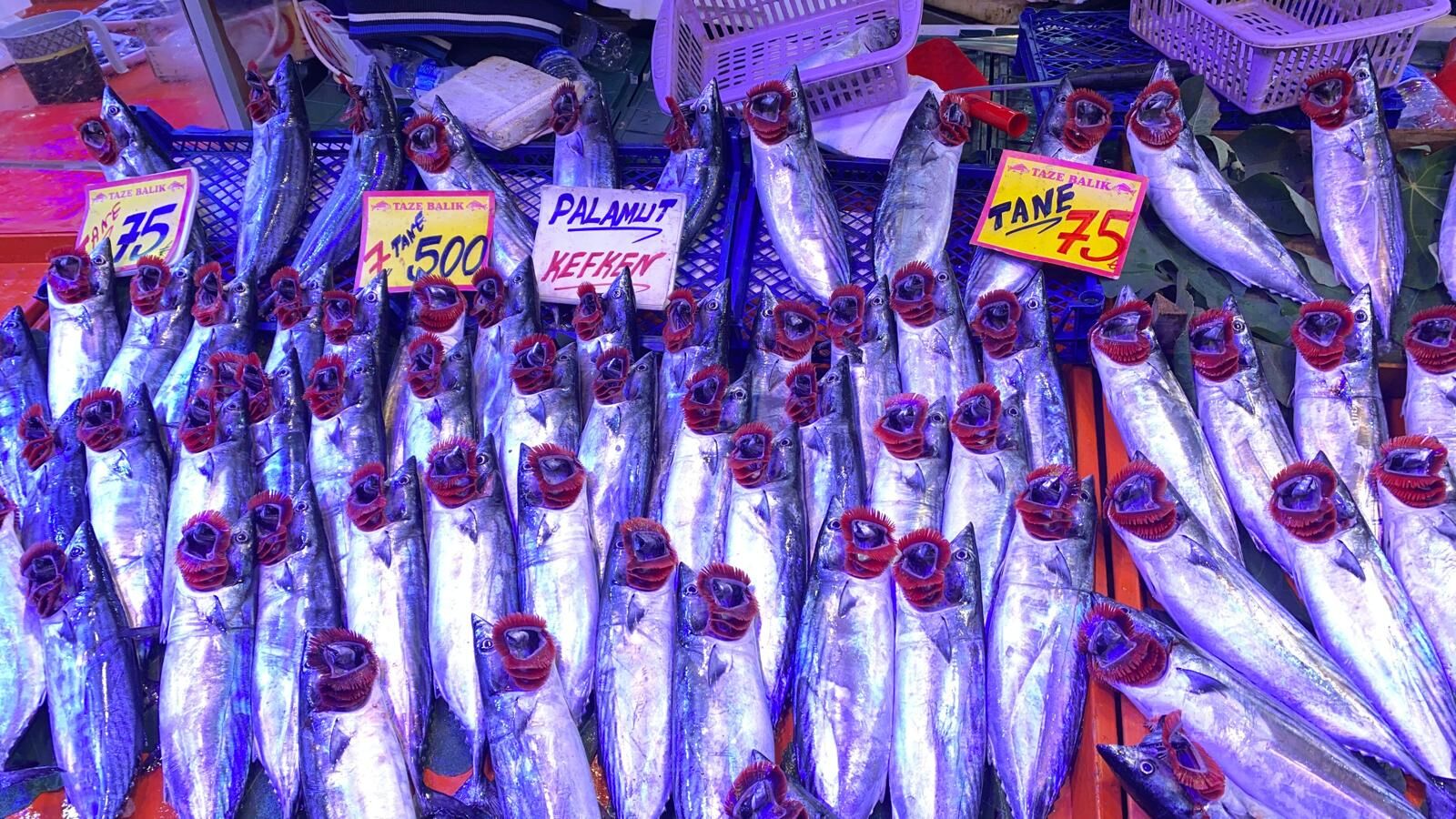 Palamut4